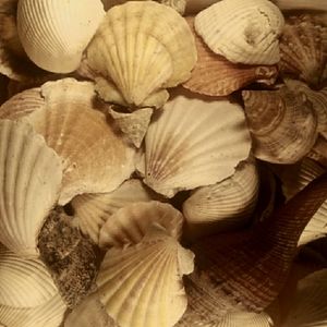Seashells